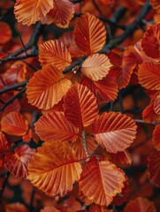 Fototapeta premium Vibrant red leaves against a neutral background
