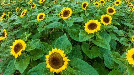 Fototapeta premium Sunflower field in a beautiful evening sunset. Aerial view of sunflowers in summer evening day. Slow camera movement across a agriculture sunflower