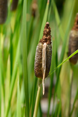Shuttleworths Cattail flower