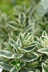 Shrubby veronica Classica Katrina Purple leaves