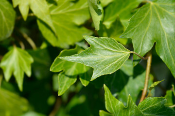 Obraz premium English Ivy Green Ripple leaves