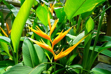 ヘリコニア　heliconiaceae 京都府立植物園