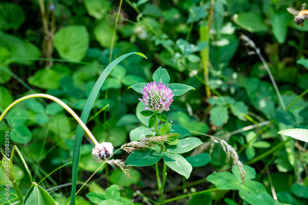 Wall mural trifolium resupinatum flower, or flower of the pink clover in the garden with green background