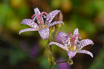 Blooming Toad lily (Tricyrtis Hirta)