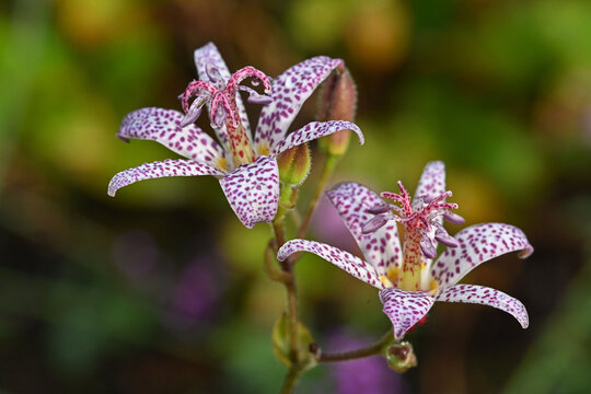 Fototapeta Blooming Toad lily (Tricyrtis Hirta)