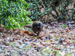 Lyre Bird Head Turned Right