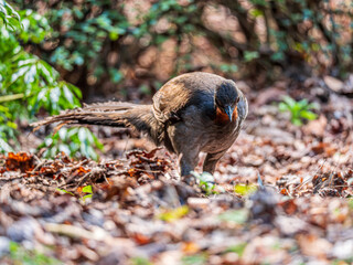  Lyre Bird Standing Up Tall