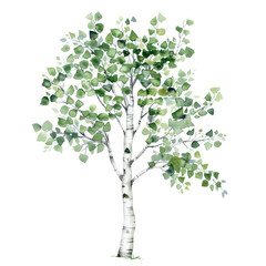 Fototapeta premium Minimalist Watercolor Illustration of a Delicate Birch Tree Elegant and Serene Nature Art