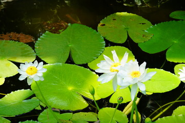 蓮　lotus nympha　京都府立植物園