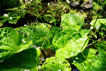 エキノドルス　Echinodorus macrophyllus 京都府立植物園