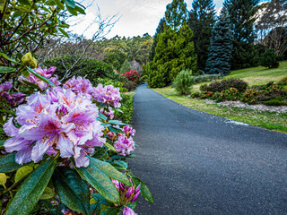 White Pink Rhododendrons Beside Road