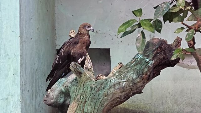 A Golden eagle in the Zoo in New Delhi, India