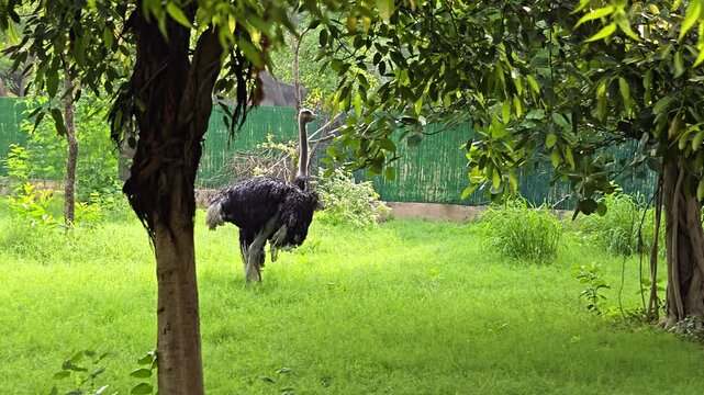 An Ostrich in the Zoo in New Delhi, India