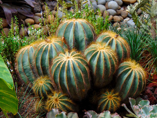 Ball cactus in the desert