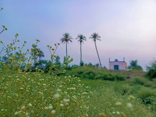 A landscape with Cannabis plant flowers and three palm trees 