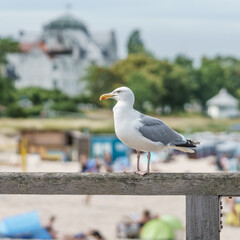 Möwe auf der Seebrücke im Ostseebad Binz