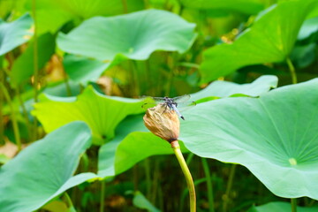 蓮　lotus nympha　京都府立植物園