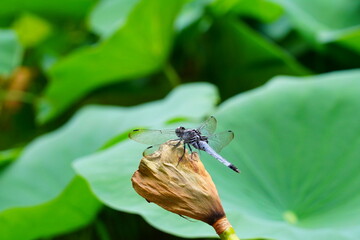 蓮　lotus nympha　京都府立植物園