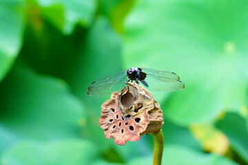 蓮　lotus nympha　京都府立植物園