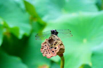 蓮　lotus nympha　京都府立植物園