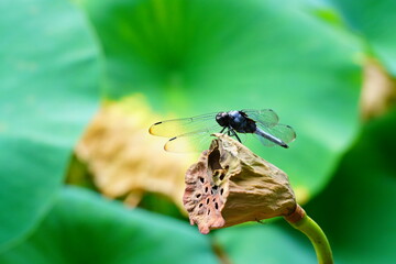 蓮　lotus nympha　京都府立植物園