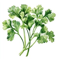 Cilantro Drawn. Watercolor Illustration of Fresh Cilantro Herb for Vegetarian Food