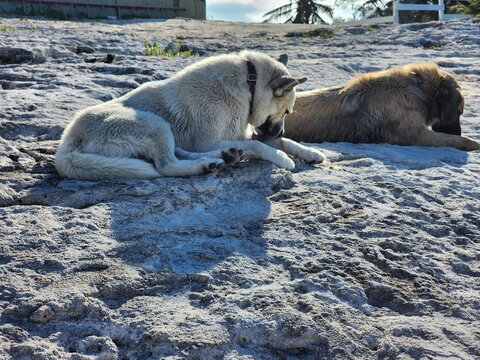 Polar bear Carnivore Freezing Terrestrial animal Snow Ice cap