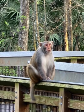 Primate Vertebrate Japanese macaque Rhesus macaque Mammal Organism