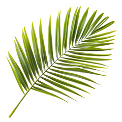 PNG Green palm leaf on white background