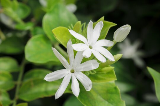 Flower Plant Petal Terrestrial plant Groundcover Flowering plant