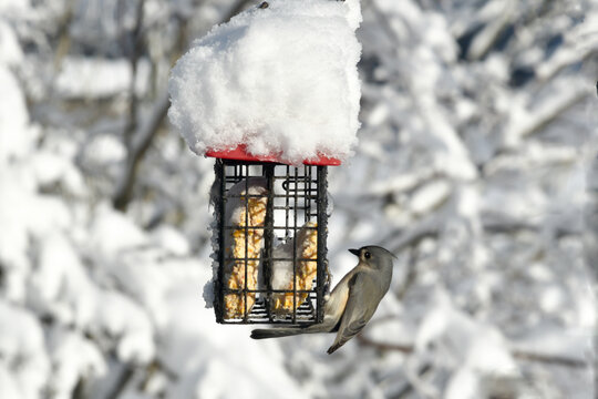 close up of titmouse bird perched on a bird feeder feeding on suet bird feed during wintertime.