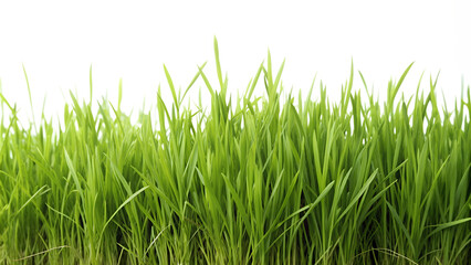Fototapeta premium Green grass on isolated background