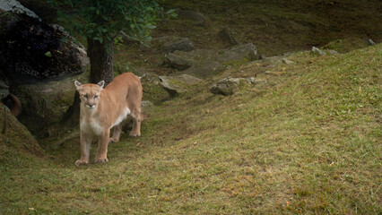 Obraz premium Single cougar in the Blue Mountains of North Carolina