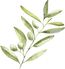 Elegant Watercolor Olive Branch, Botanical Illustration, Nature-Inspired Art