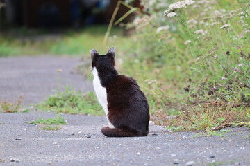 野良猫