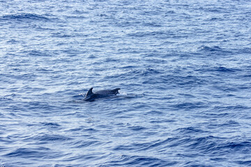 Two dolphins swimming in the blue water, Mallorca, Spain