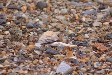 A Collection of Shells