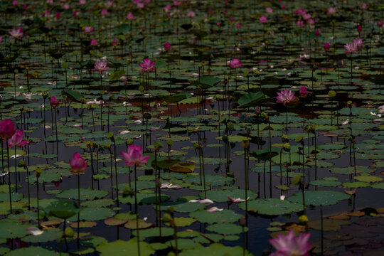 Pink lotus flower in the pool.