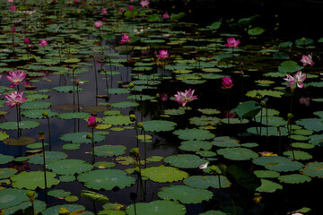 Pink lotus flower in the pool.