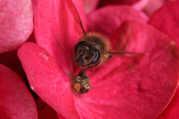 Honey bee on pink hydrangea flower, close up
