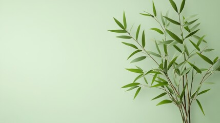 Sustainable Living: Bamboo Symbolism in Minimalist Eco Design