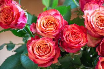 グラデーションカラーのバラ