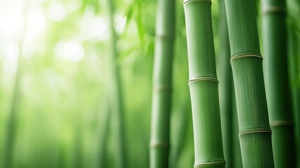 Obraz premium Harmony in Green: A Surreal Bamboo Celebration Uniting All Ages and Abilities for Green Living