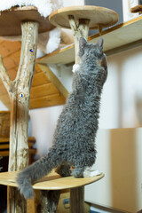 Spielender Devon Rex Kater an seinem Kratzbaum