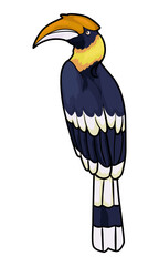 hornbill bird with white background © Mantralussion