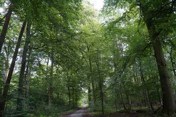 gr&uuml;ner Wald