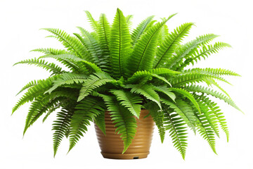 Obraz premium Boston Fern Nephrolepis Exultate png