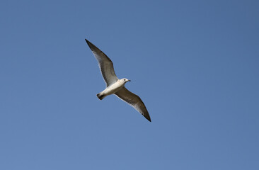 Seagull in the blue sky
