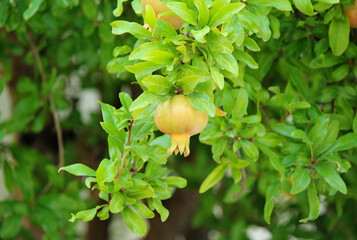 Obraz premium Pomegranate on the tree
