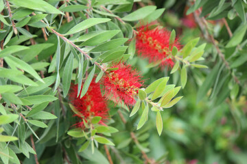 Crimson bottlebrush plant (Callistemon citrinus)